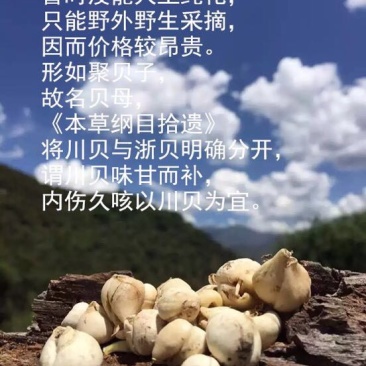 川贝母野生统个