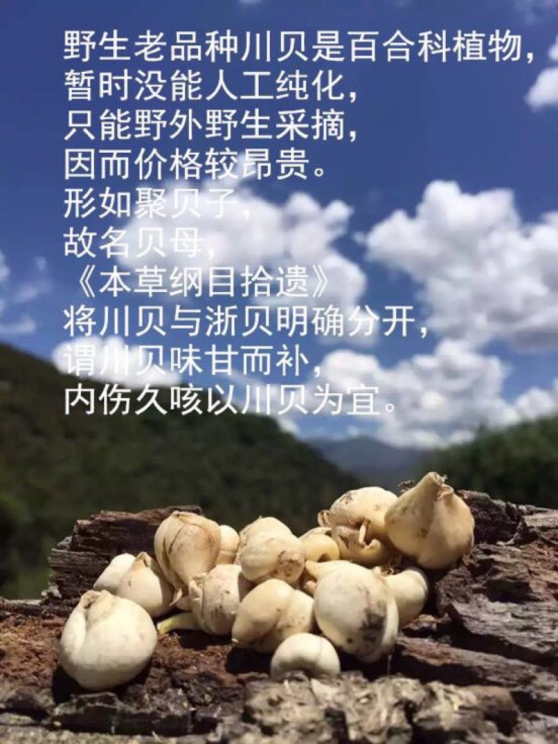川贝母野生统个