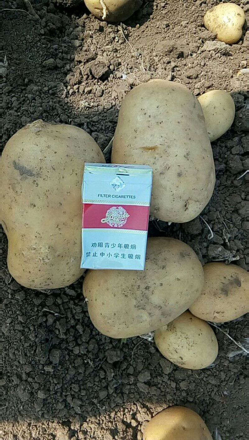 供应辽宁省锦州市凌海市荷兰十五土豆