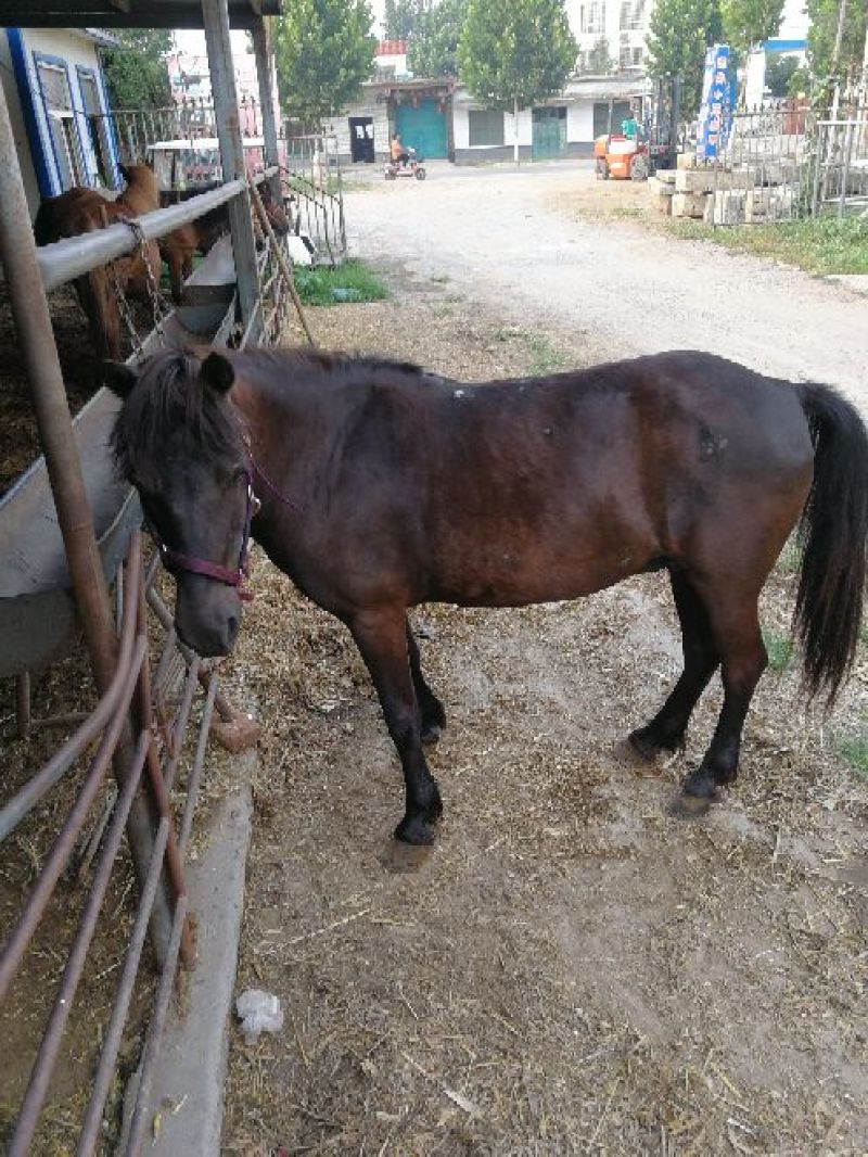 矮马200~300kg