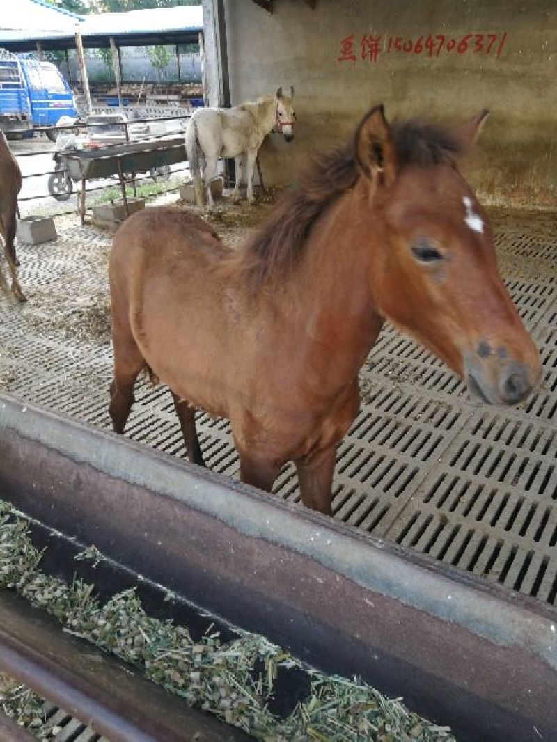 矮马200~300kg