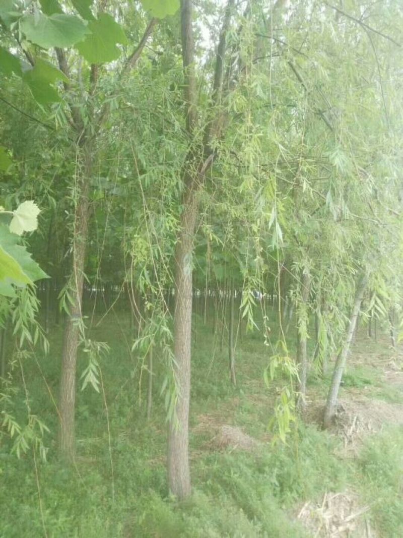 垂柳2cm一20cm，规格齐全，树型好，黑土成活率高，