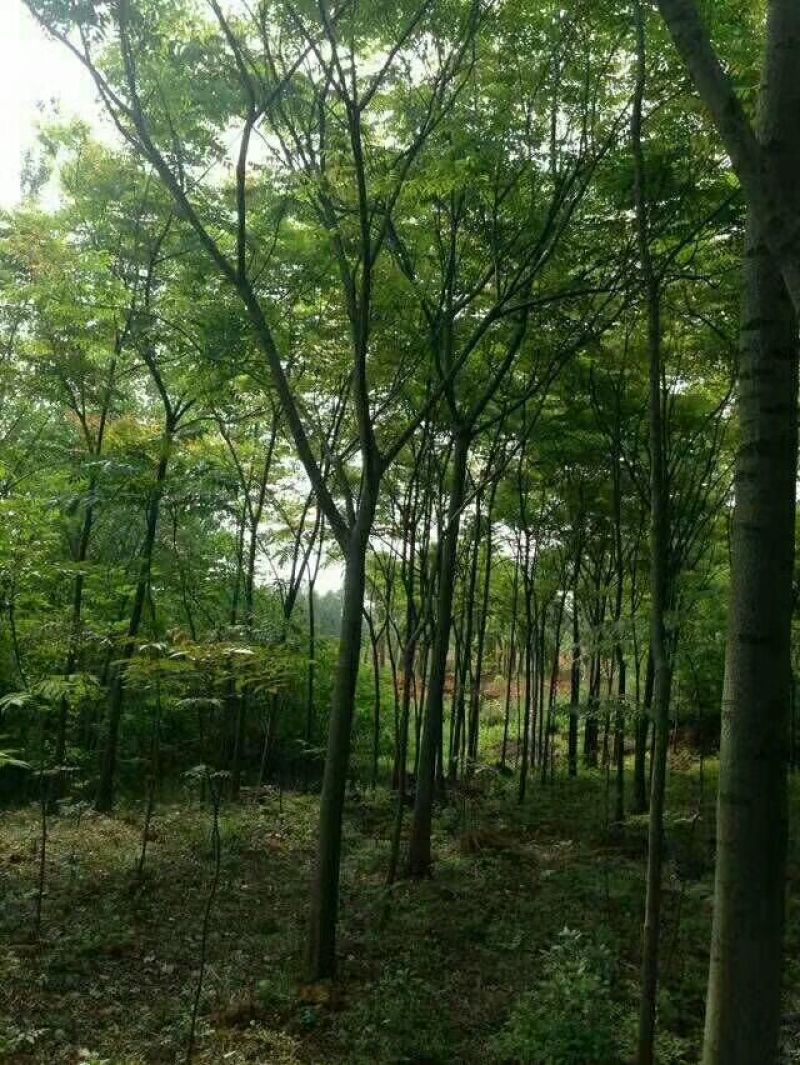 黄山栾树规格齐全根须发达【办理检疫证】专业运输