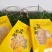 金丝皇菊