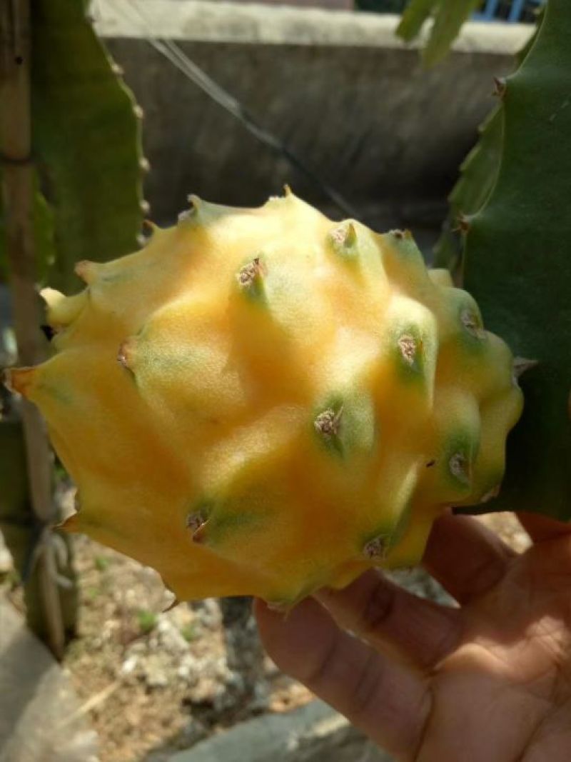 燕窝果种苗