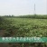 妙香草莓苗10cm以下