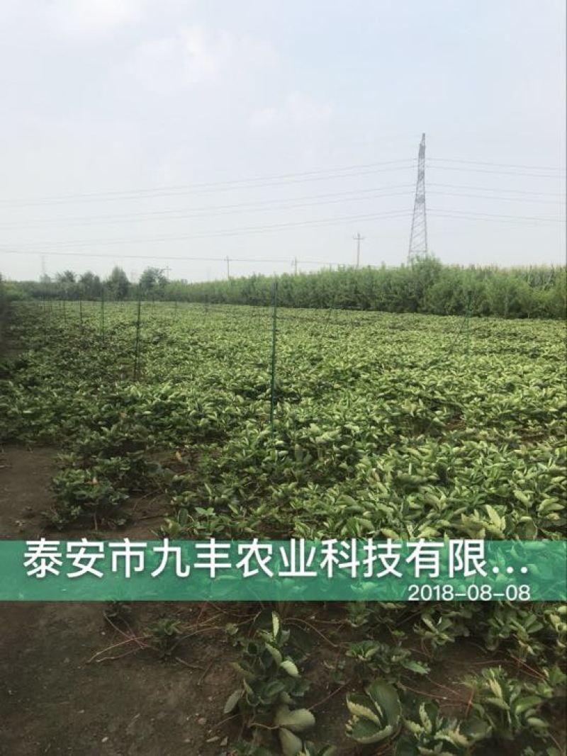 妙香草莓苗10cm以下