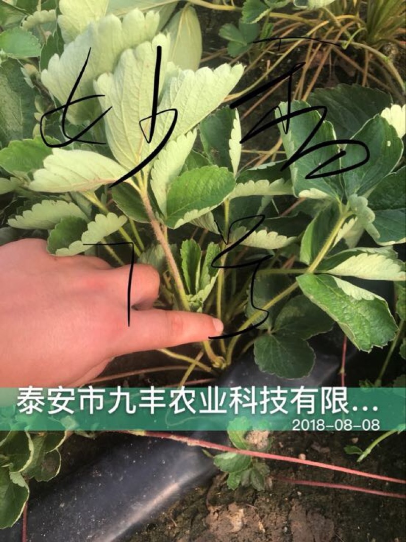 妙香草莓苗10cm以下