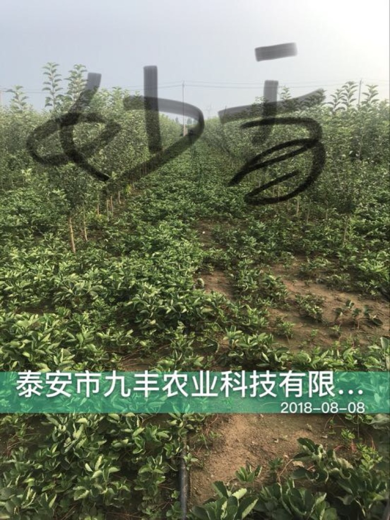 妙香草莓苗10cm以下