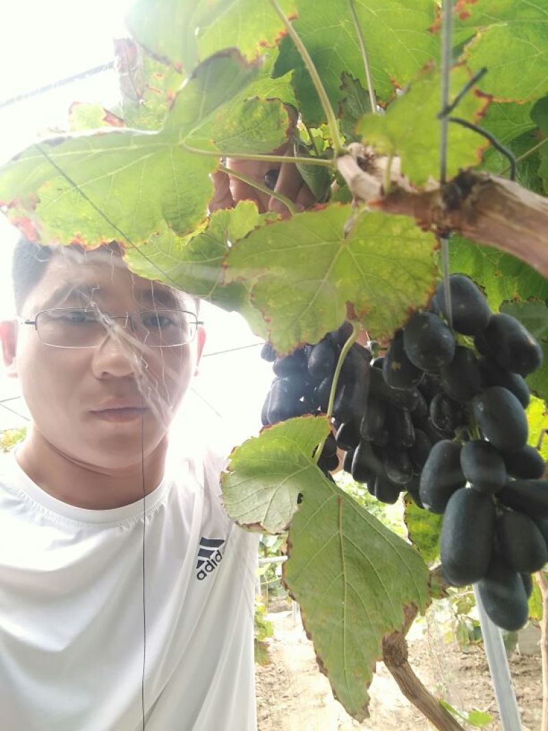 蓝宝石葡萄苗基地直供保证纯度保证质量假一赔万