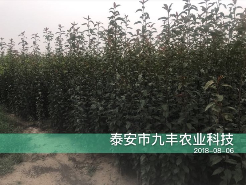 梨树