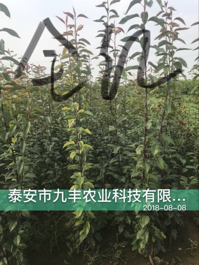 梨树