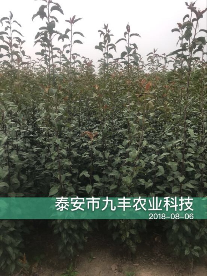 梨树