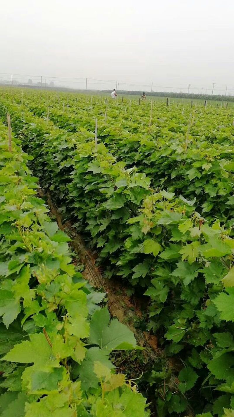 蓝宝石葡萄苗基地直供保证纯度保证质量假一赔万