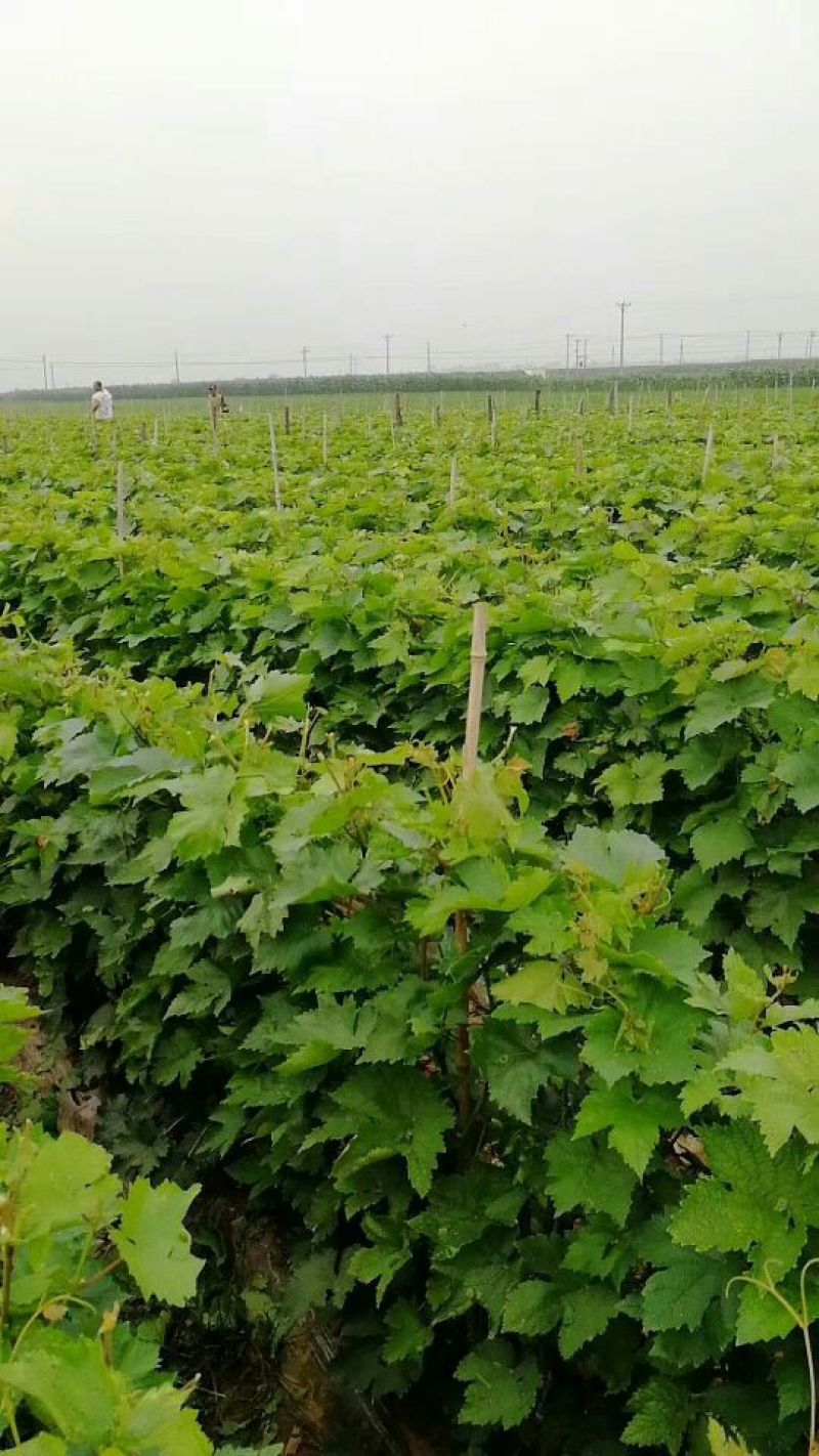 蓝宝石葡萄苗基地直供保证纯度保证质量假一赔万