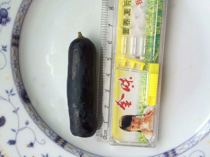 蓝宝石葡萄苗基地直供保证纯度保证质量假一赔万