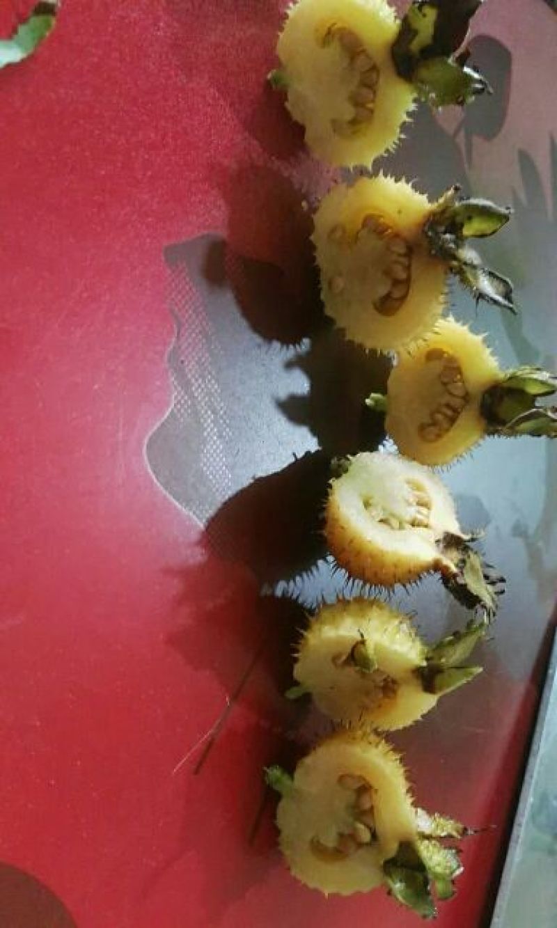 野生刺梨，无公害绿色食品，，35→40厘米
