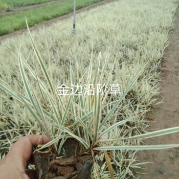 金边沿阶草