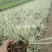金边沿阶草