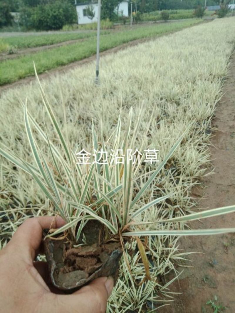 金边沿阶草