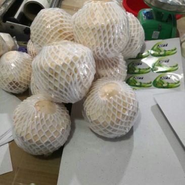进口椰子