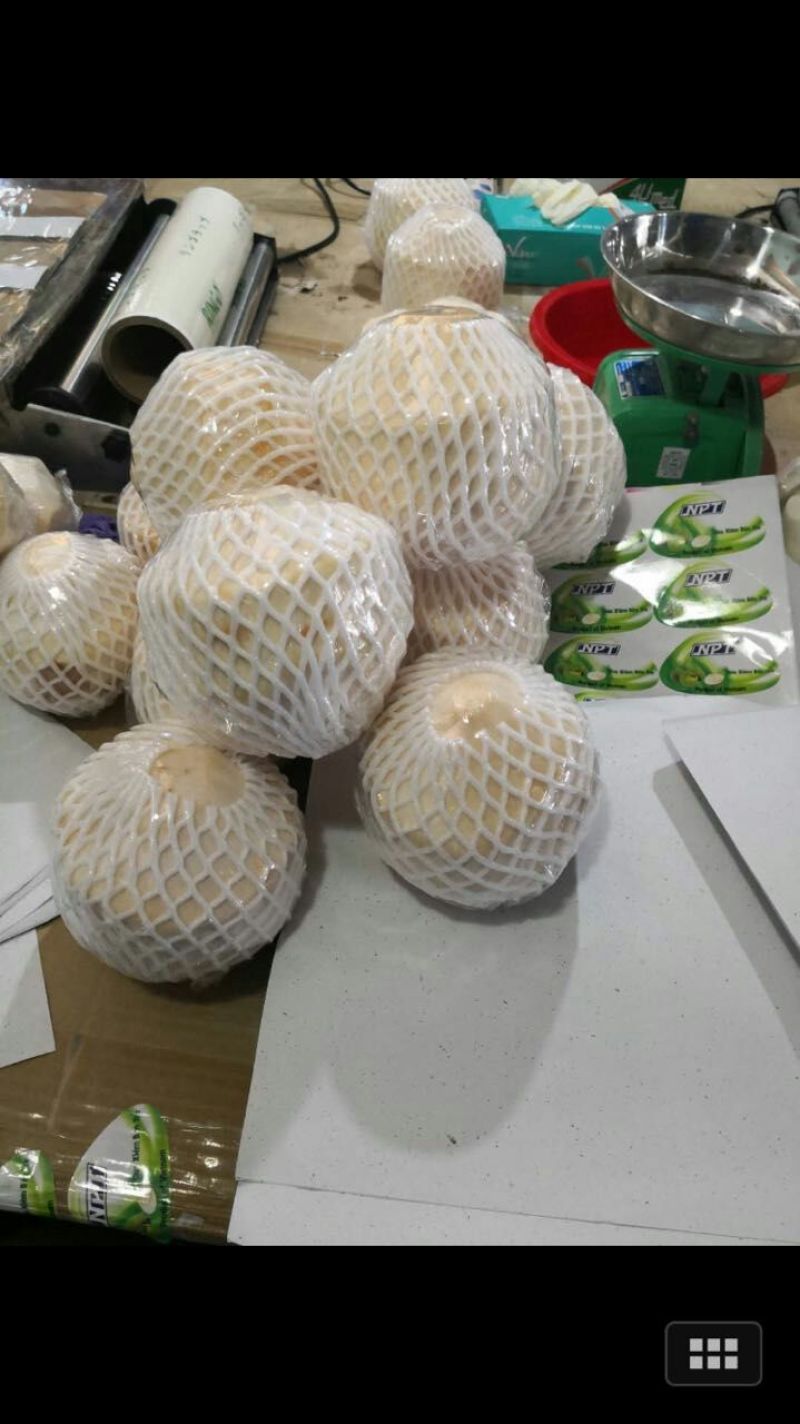 进口椰子