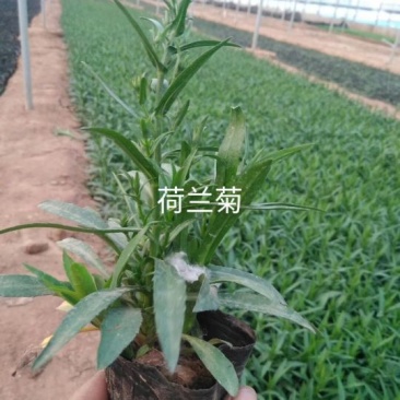 荷兰菊