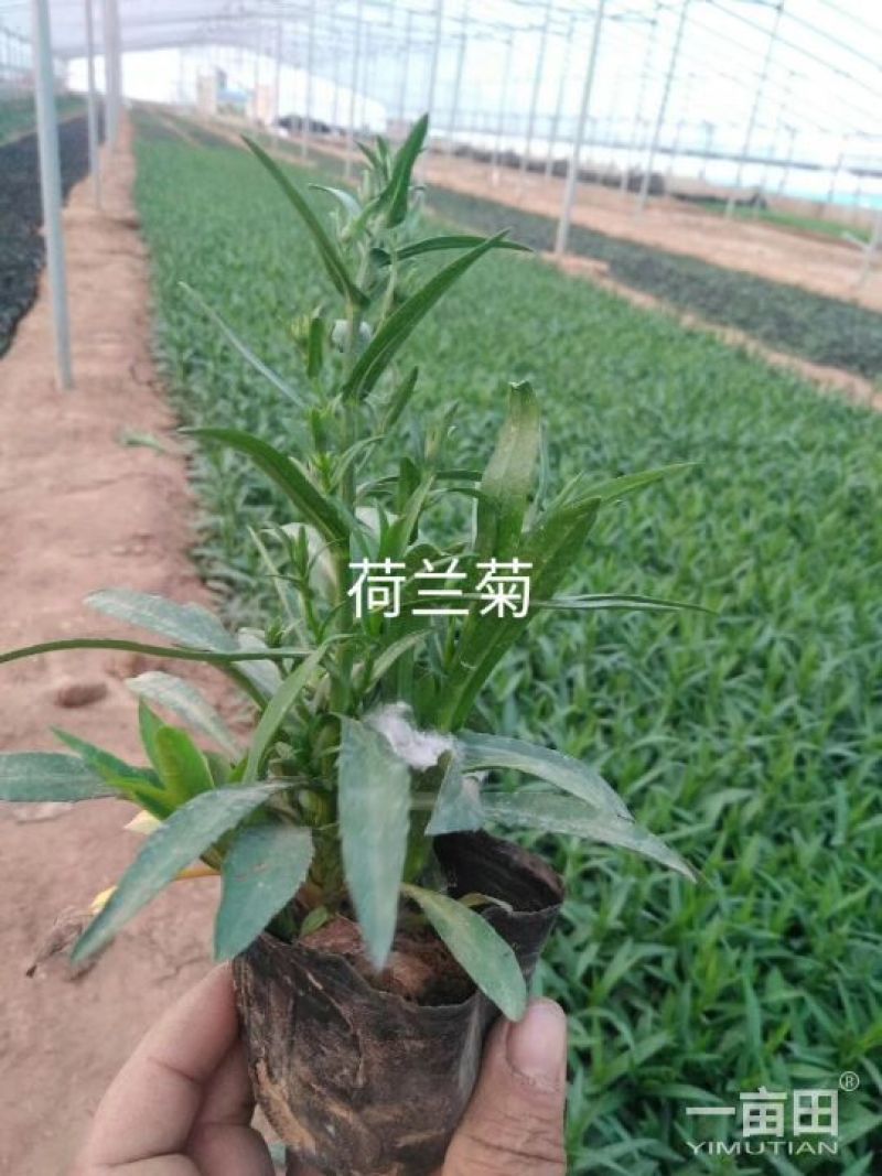 荷兰菊