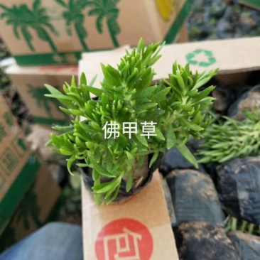 佛甲草，金叶佛甲草，佛甲草杯苗，营养杯佛甲草，佛甲草穴盘