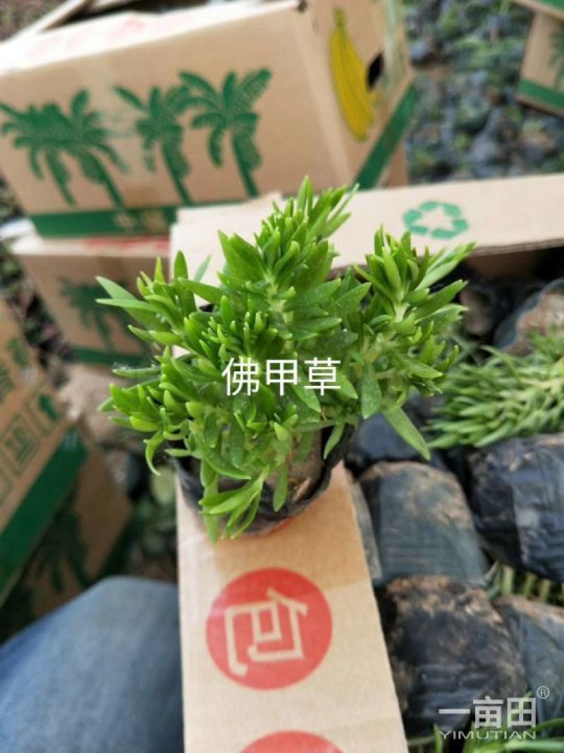 佛甲草，金叶佛甲草，佛甲草杯苗，营养杯佛甲草，佛甲草穴盘