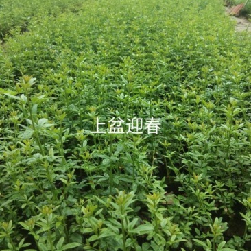 迎春