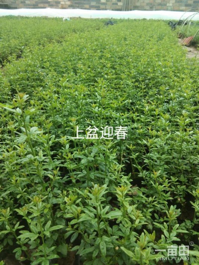 迎春