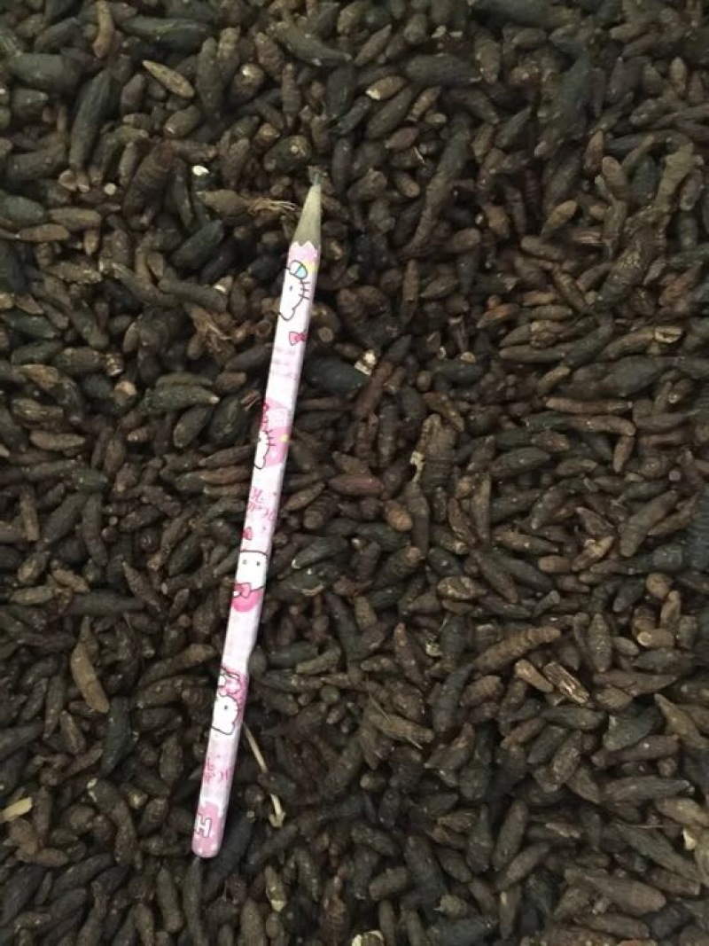 香附
