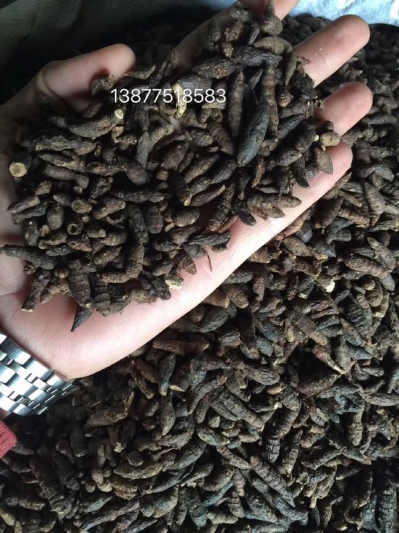 香附
