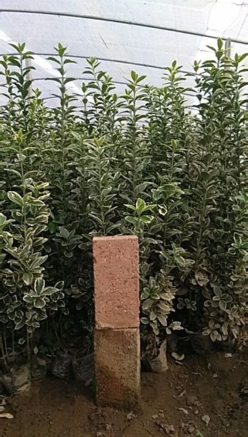 金边黄杨，金边冬青，上盆金边黄杨，地载金边黄杨