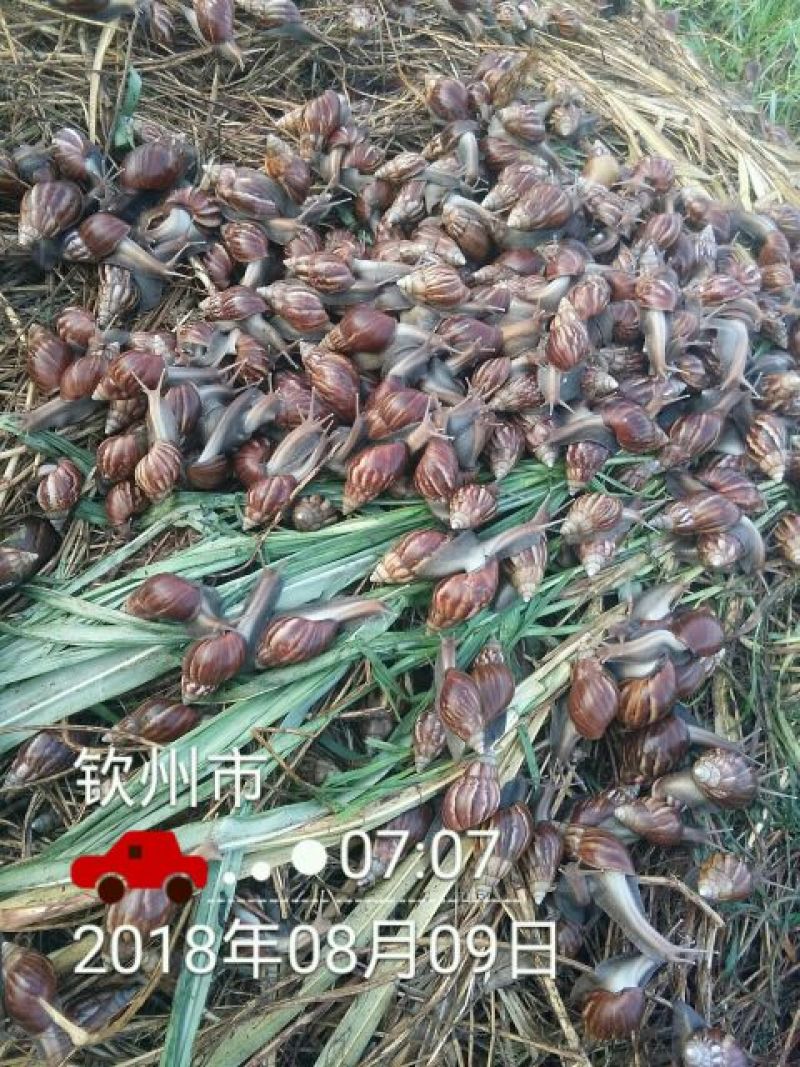 海南坚蜗牛山螺黑肉蜗牛热卖中