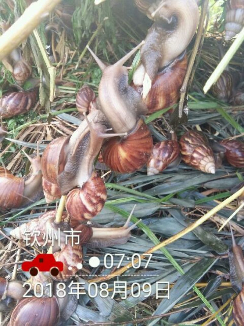 海南坚蜗牛山螺黑肉蜗牛热卖中