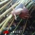 海南坚蜗牛山螺黑肉蜗牛热卖中