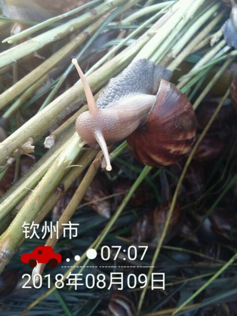 海南坚蜗牛山螺黑肉蜗牛热卖中