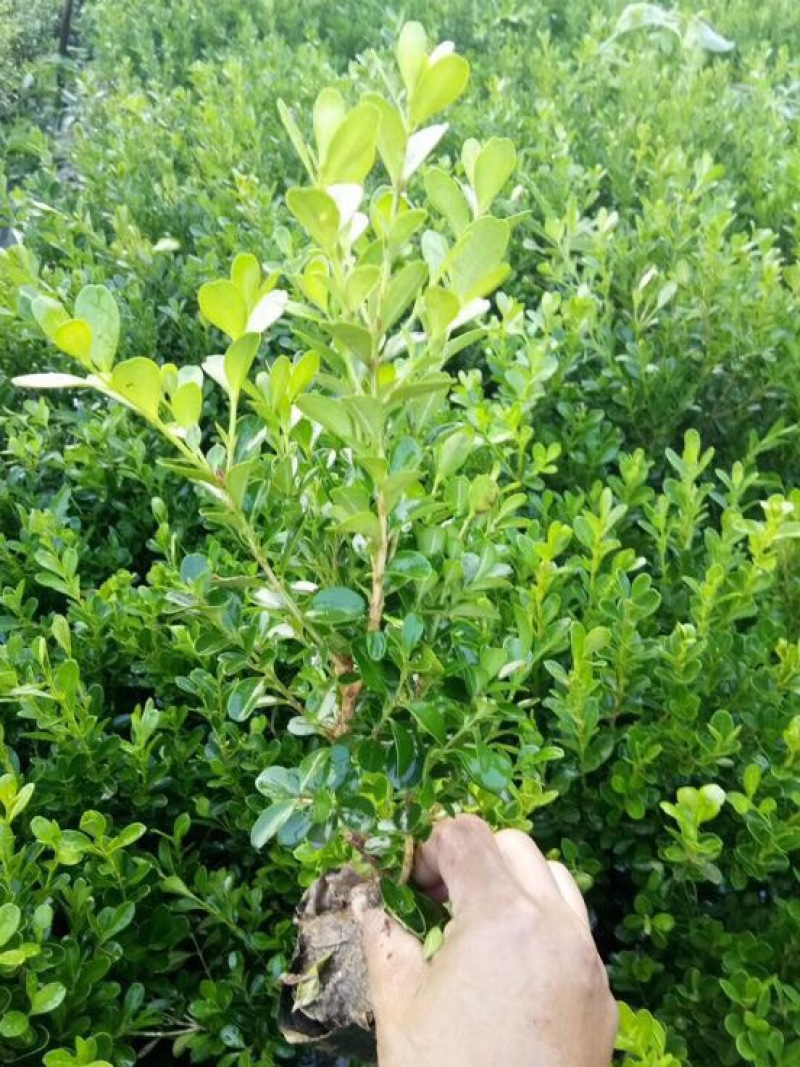 小叶黄杨基地直供质优价廉欢迎实地考察