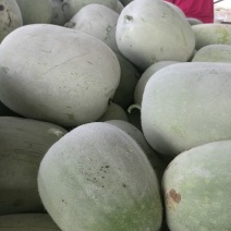 开封小白冬瓜，大量上市，物美价廉，产地直销，欢迎老板前来