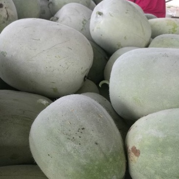 开封小白冬瓜，大量上市，物美价廉，产地直销，欢迎老板前来