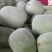 开封小白冬瓜，大量上市，物美价廉，产地直销，欢迎老板前来