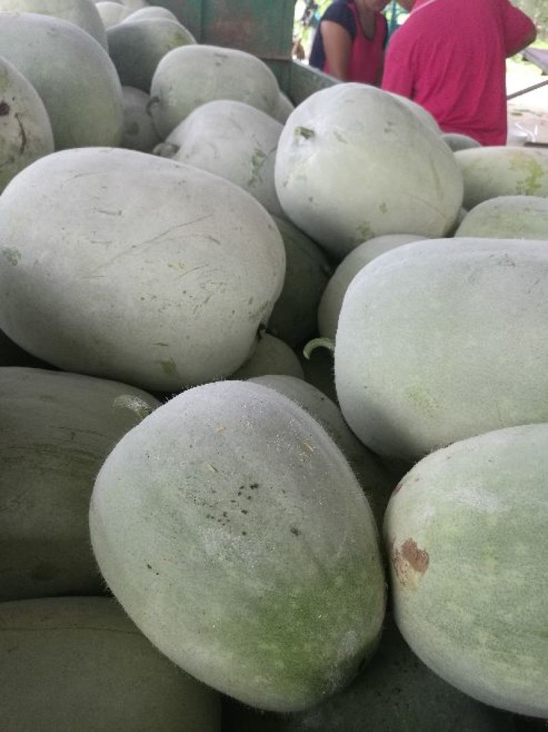 开封小白冬瓜，大量上市，物美价廉，产地直销，欢迎老板前来