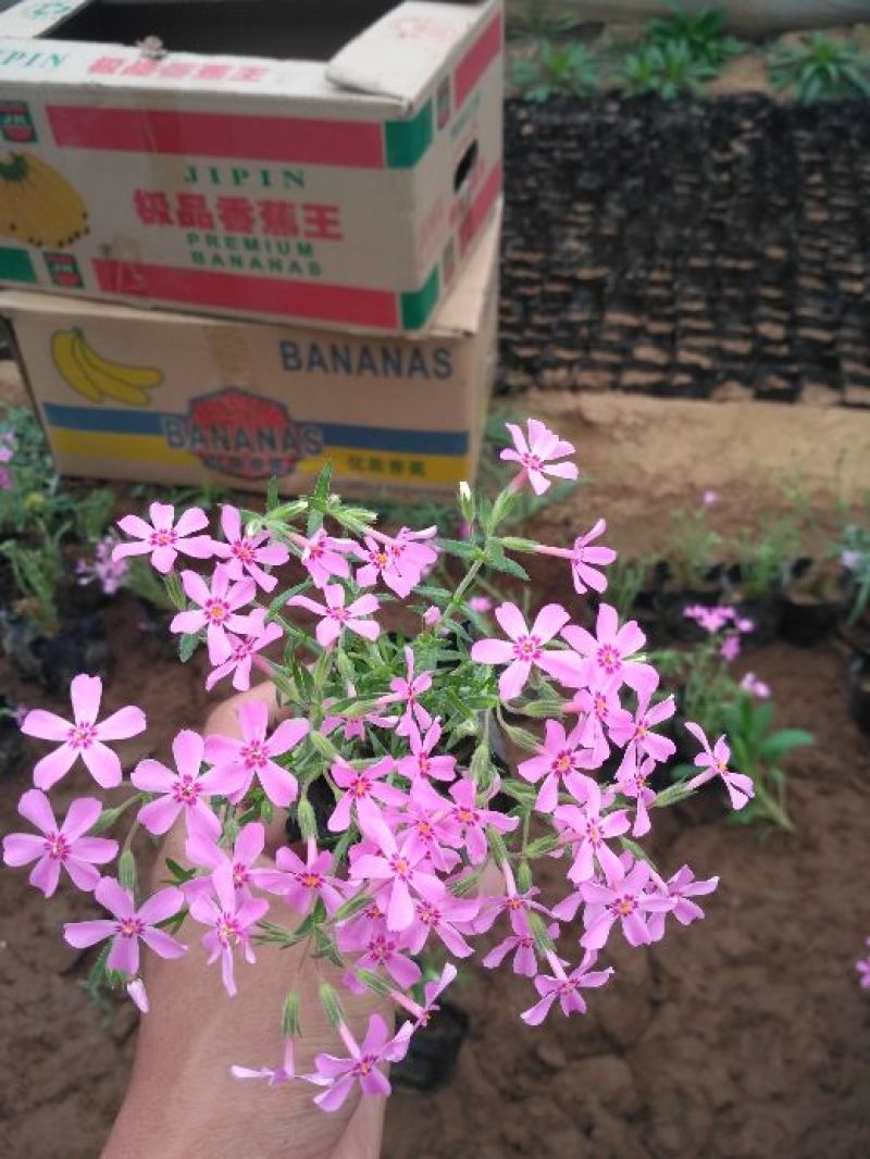 福禄考，芝樱，上盆福禄考，福禄考花海，芝樱花海