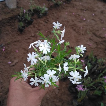 福禄考，芝樱，上盆福禄考，福禄考花海，芝樱花海