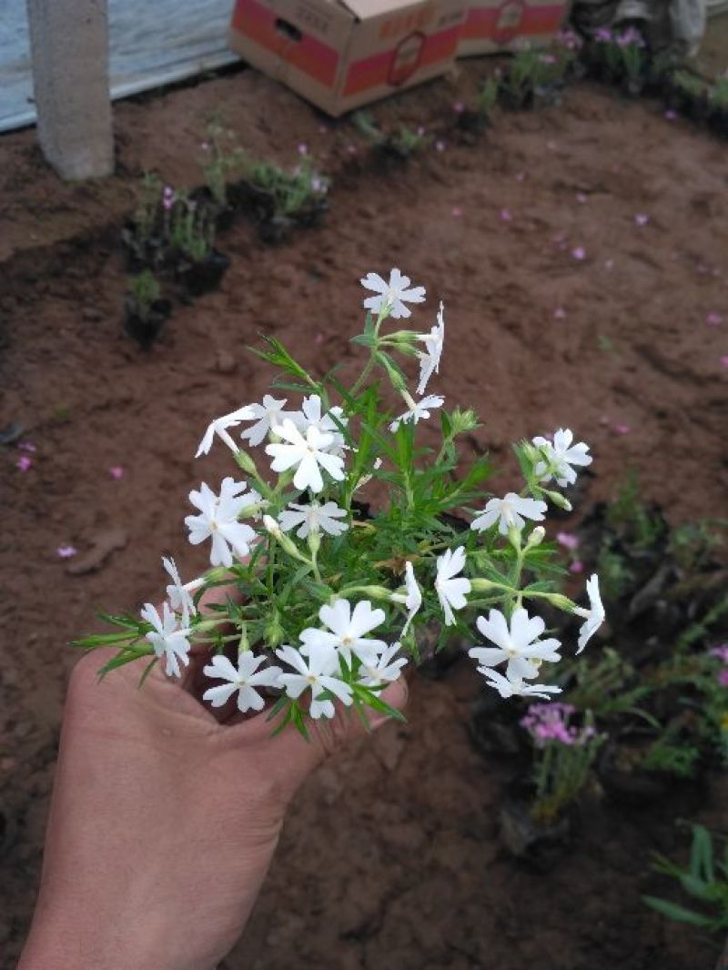 福禄考，芝樱，上盆福禄考，福禄考花海，芝樱花海