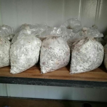 食用菌菌种原种，栽培种，二级种，三级种