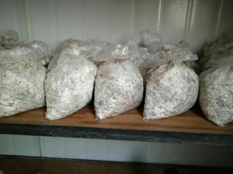 食用菌菌种原种，栽培种，二级种，三级种