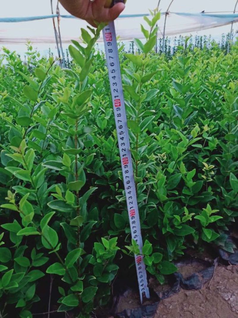 金森女贞，小杯金森女贞，大杯金森女贞